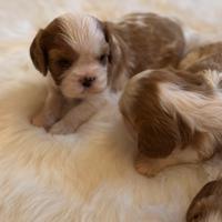 Cuccioli Cavalier King Charles Spaniel