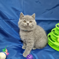 Scottish fold e straight