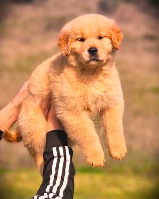 Cuccioli di Golden Retriver Americani - Marina Lab