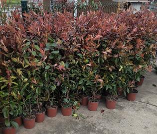 Piante siepe photinia rossa. 7.50 euro a pianta