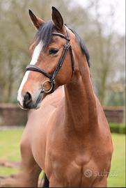 Cavallo baio Kwpn
