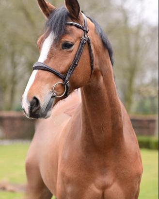 Cavallo baio Kwpn