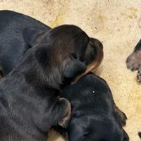 Bassotti nani a pelo duro