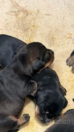 Bassotti nani a pelo duro