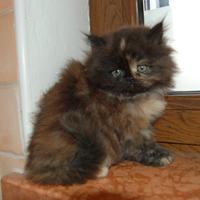 Gattini persiani ipertipici