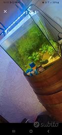 acquario