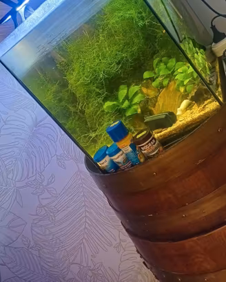 acquario