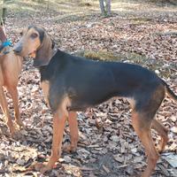 Segugio italiano femmina 4 anni