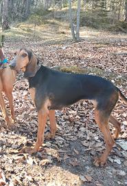 Segugio italiano femmina 4 anni