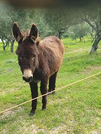 Asini razza calabrese