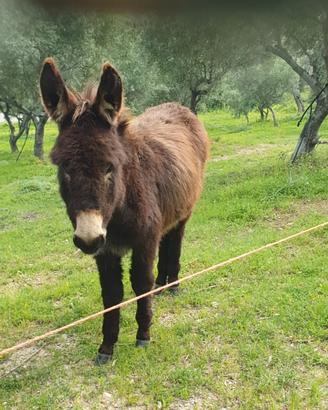 Asini razza calabrese