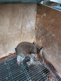 Leprini di Viterbo puri