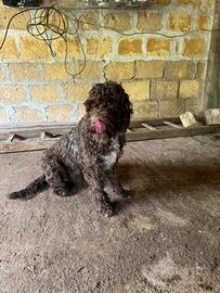 Lagotto splingher