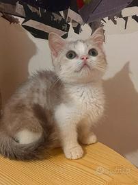 due maschietti munchkin 
