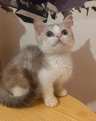 due maschietti munchkin 