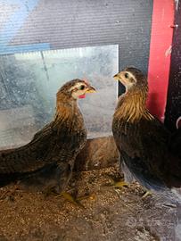 Coppia cornute di Caltanissetta