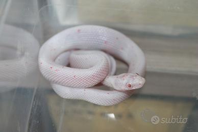 Serpenti del Grano