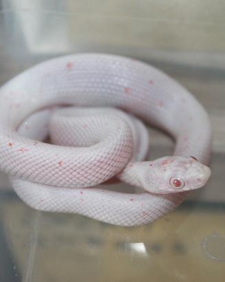 Serpenti del Grano