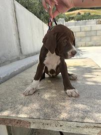 Cuccioli di pitbul