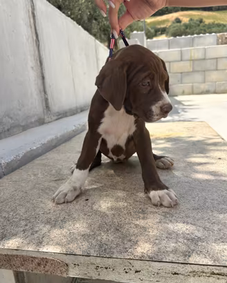 Cuccioli di pitbul