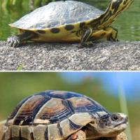 Tartarughe in adozione