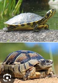 Tartarughe in adozione