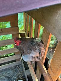 Gallo