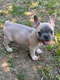 Bulldog francese