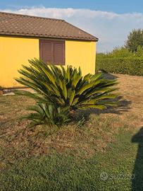Cycas revoluta