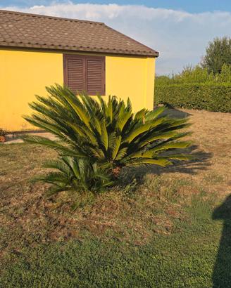 Cycas revoluta