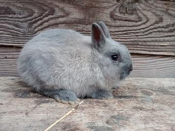 Cuccioli coniglio nano martora blu