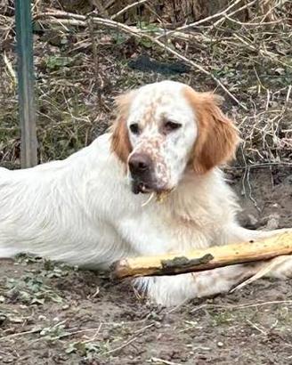 Cuccioli setter inglese