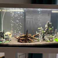 Acquario 60 litri