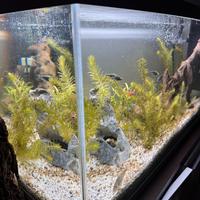 Acquario 107 lt con filtro e pesci