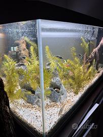 Acquario 107 lt con filtro e pesci