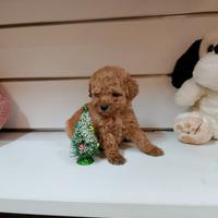 Barboncino mini toy asiatico maschietto