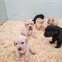 Cuccioli di Labrador Retriever