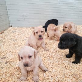 Cuccioli di Labrador Retriever