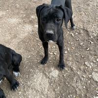 Cane corso femmina