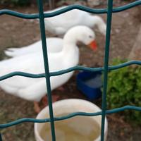 Oche femmine e maschi