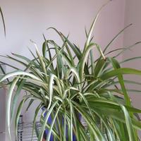 Pianta da appartamento Falangio