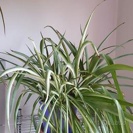 Pianta da appartamento Falangio