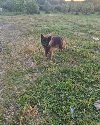 Pastore tedesco puro 1 anno con pedigree