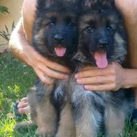 Cuccioli di pastore tedesco