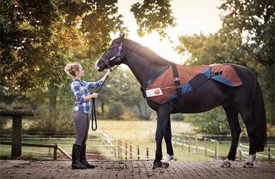 Bemer Horse set nuovo 