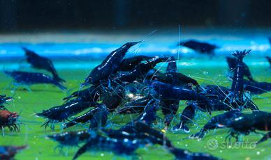 Caridine lumache piante per acquario