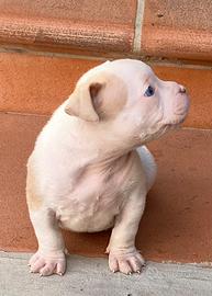 American Bully poket micro