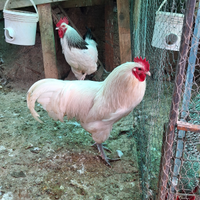 Gallo austrolorp bianco