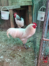 Gallo austrolorp bianco