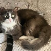 Gattina dolce e buona come il pane